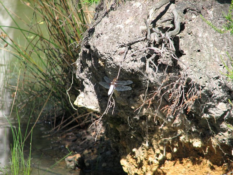 6402 Libellule déprimée (mâle)